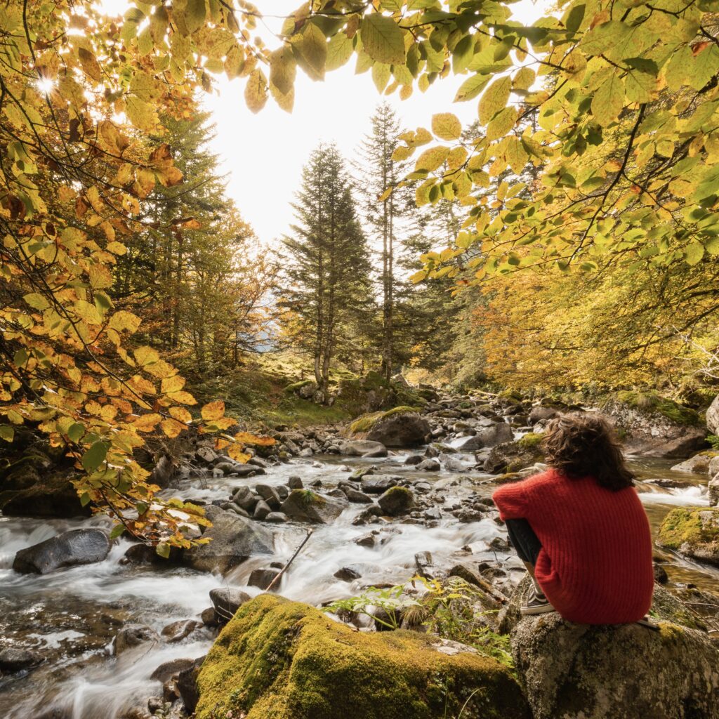 Rivière de forêt en automne