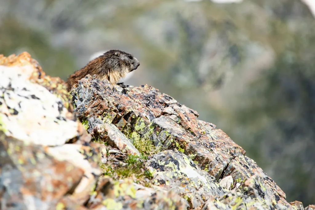 Marmotte