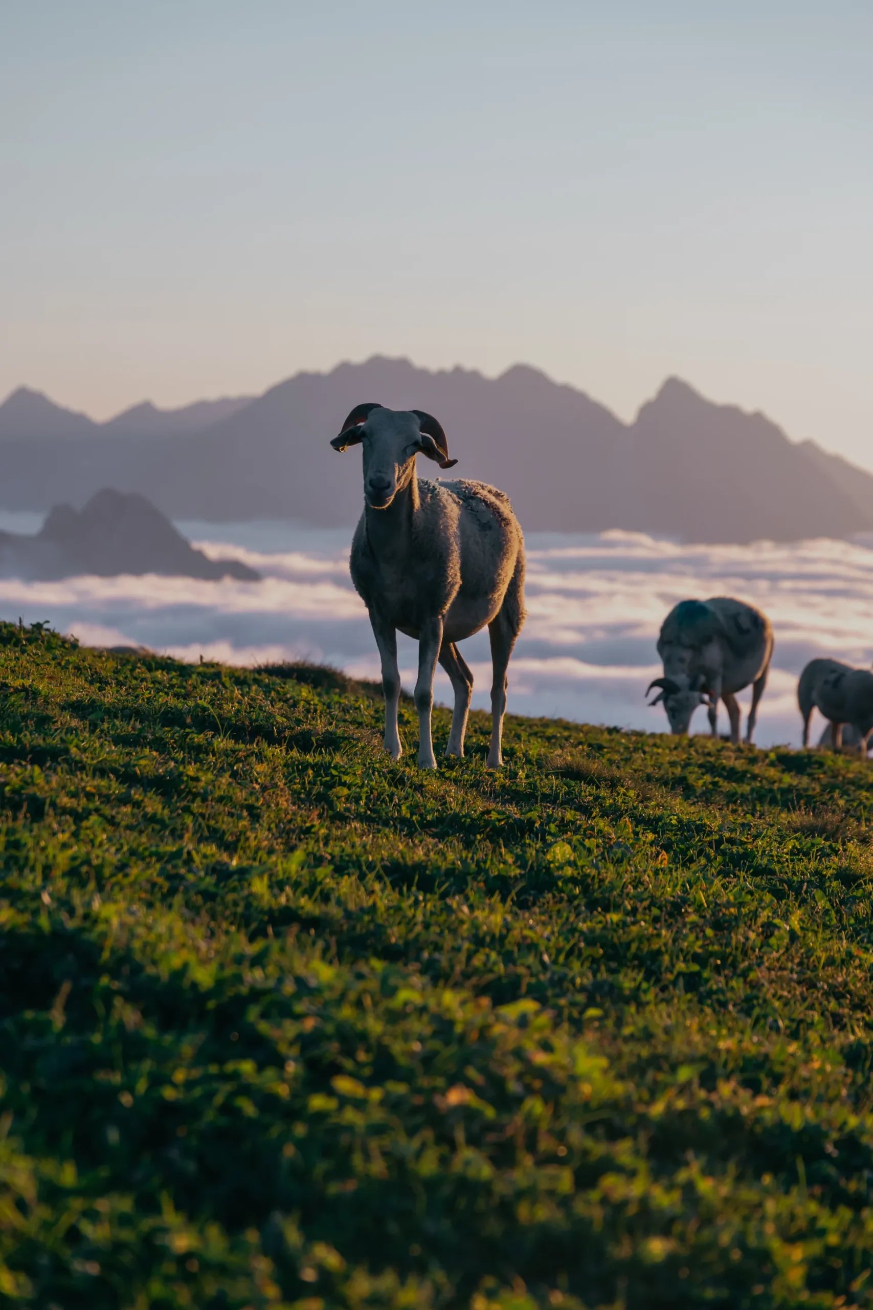 Pastoralisme Pyrénéen