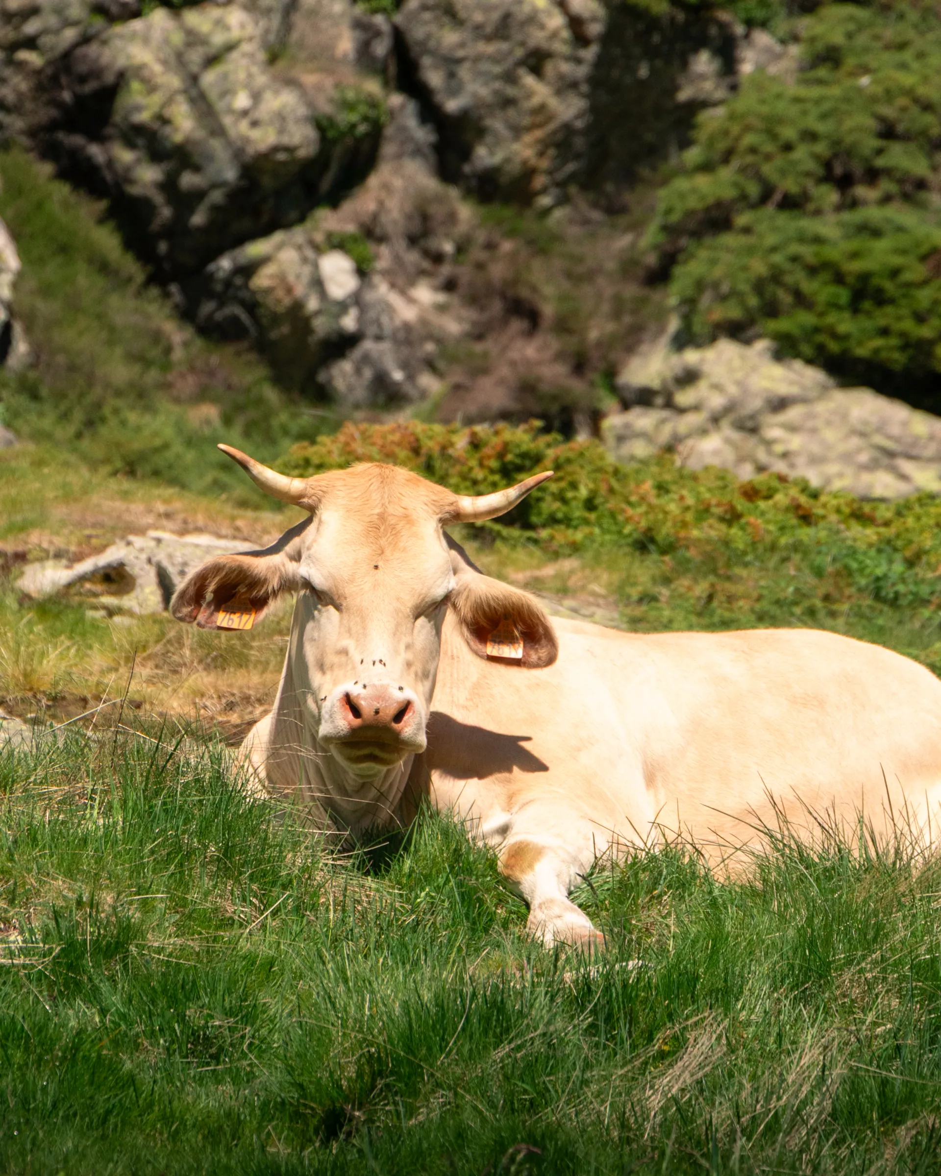 vache en estive à la fruitière, symbole fort du pastoralisme Pyrénées à Cauterets