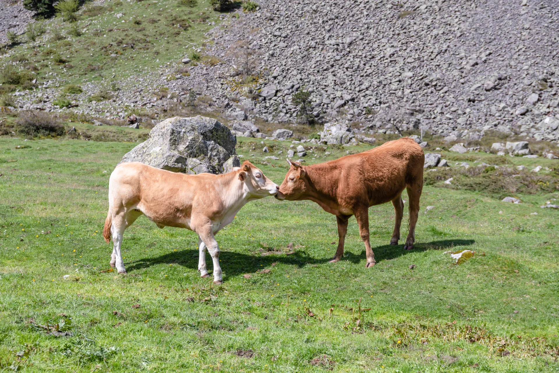 Zone pastorale : fruitière