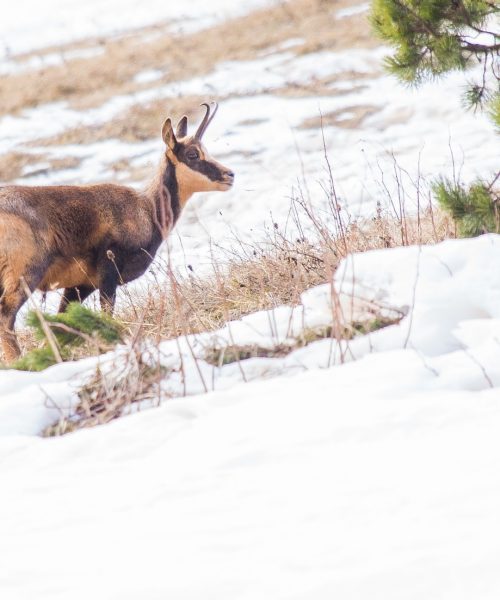 Activité insolite - découverte de la faune sauvage - isard sur paysage neige