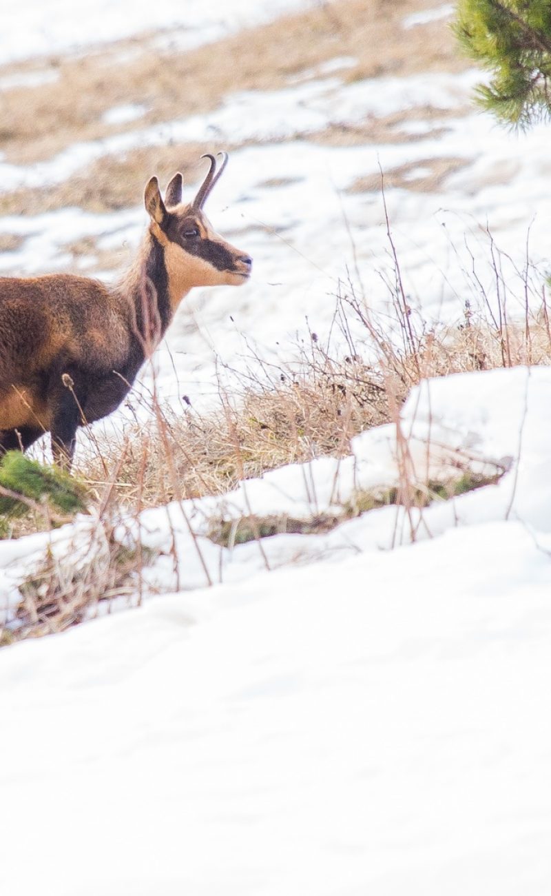 Activité insolite - découverte de la faune sauvage - isard sur paysage neige