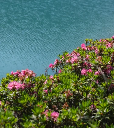 Primavera en Cauterets