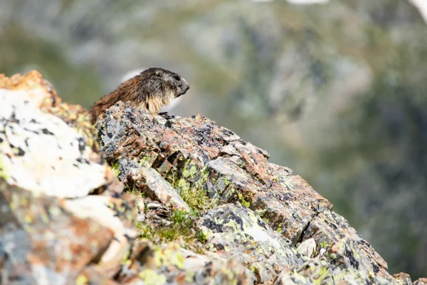 Marmotte