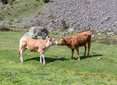 Ouvrir dans la galerie:  Zone pastorale : fruitière