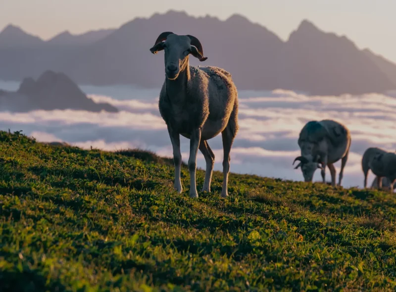 Ouvrir dans la galerie:  Pastoralisme Pyrénéen