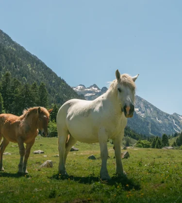 Pastoralisme  Pyrénéen : Guide pratique d&rsquo;estive à cauterets