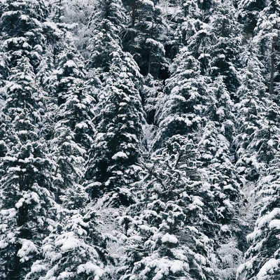 montagnes et sapins