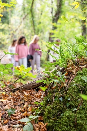 Bain de forêt2022-8741