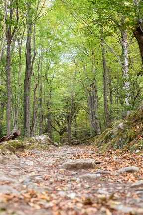 Bain de forêt2022-8747