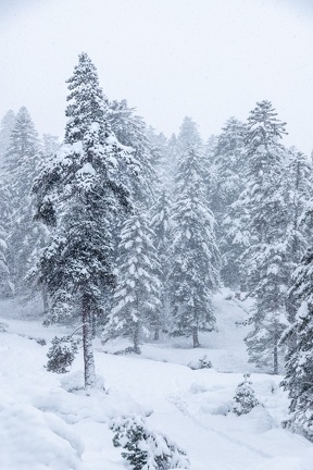 Pont d’Espagne Neige 2023 IMG 1743