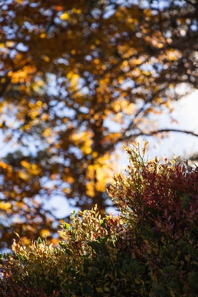 Cayan - Automne-13