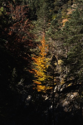 Cayan - Automne-17