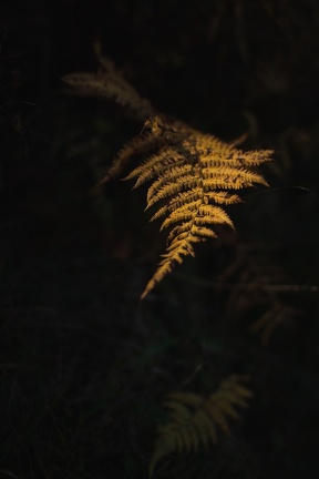 Cayan - Automne-31