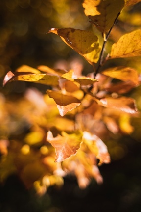 Cayan - Automne-33