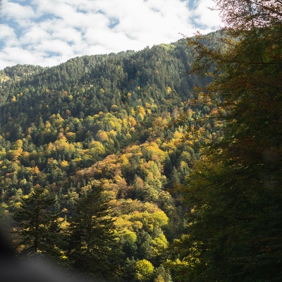 AUTOMNE