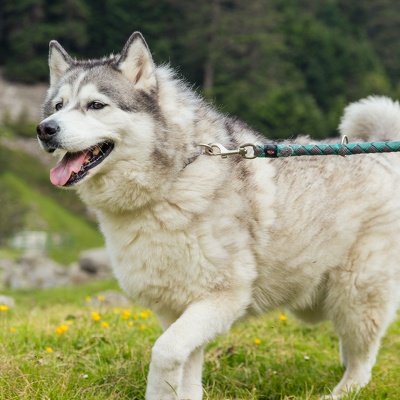 Lac d'Estom - Chien